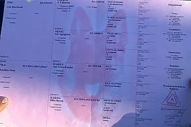 Piesk, szczeniak owczarka niemieckiego z długim wł