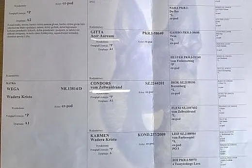 Piesk, szczeniak owczarka niemieckiego z długim wł