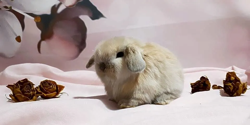 Królik miniaturowy mini lop hodowla zarejestrowana, Śląskie, Katowice