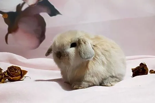 Królik miniaturowy mini lop hodowla zarejestrowana, Śląskie, Katowice