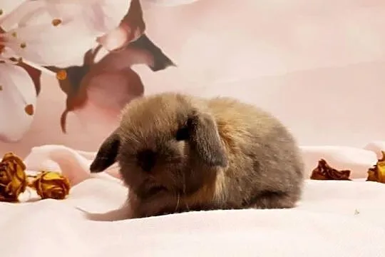 Królik miniaturowy mini lop hodowla zarejestrowana, Śląskie, Katowice
