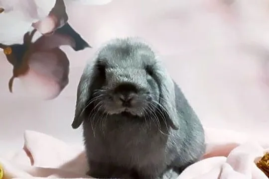 Królik miniaturowy mini lop hodowla zarejestrowana, Śląskie, Katowice