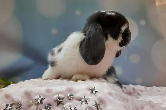 Królik miniaturowy mini lop hodowla zarejestrowana, Śląskie, Katowice
