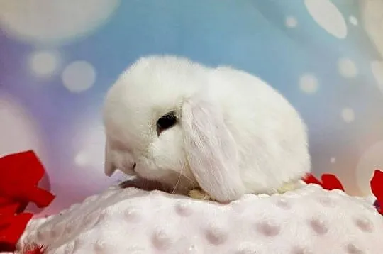 Królik miniaturowy mini lop hodowla zarejestrowana, Śląskie, Katowice