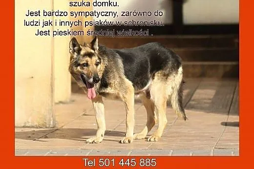 Guziczek nie przetrwa zimy w schronisku :(,  Kundelki cała Polska