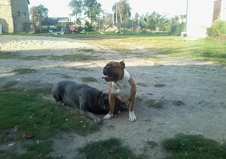 REPRODUKTOR Pitbull ( Bandog) XXL