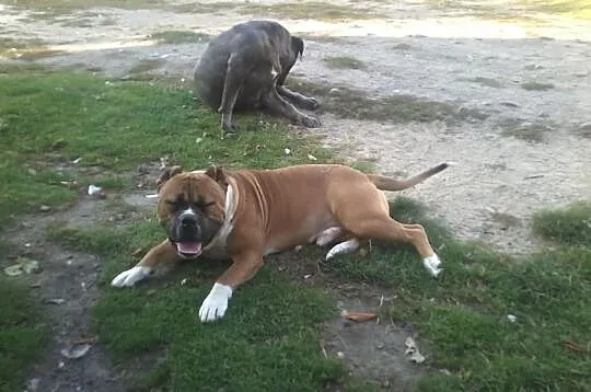 REPRODUKTOR Pitbull ( Bandog) XXL