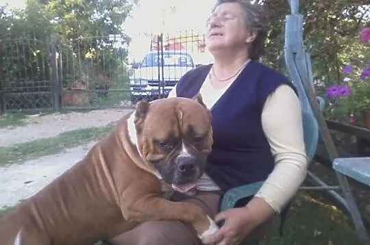 REPRODUKTOR Pitbull ( Bandog) XXL