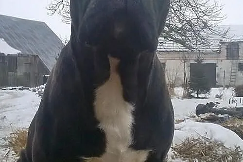 REPRODUKTOR Pitbull ( Bandog) XXL