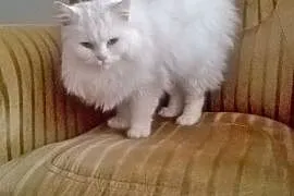 Biały kot syberyjski,  wielkopolskie Oborniki, Oborniki