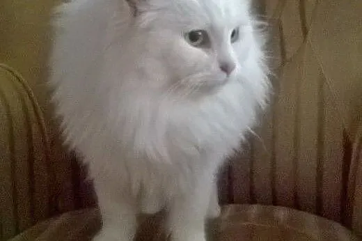 Biały kot syberyjski,  wielkopolskie Oborniki