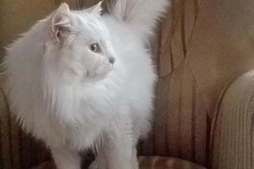 Biały kot syberyjski,  wielkopolskie Oborniki
