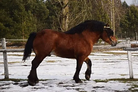 Sprzedam ogiera zimnokrwisty sokólski, Wólka Terechowska