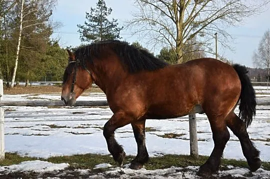 Sprzedam ogiera zimnokrwisty sokólski, , Wólka Terechowska