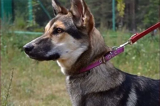 Asta - młode, kochające psie serce :),  warmińsko-