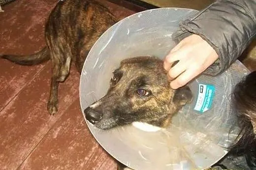 Arizona vel Sara błaga o dom !!!,  śląskie Dąbrowa