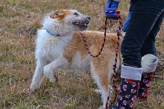 Ziomek-cudny jak baranek-młody przytulas do adopcj