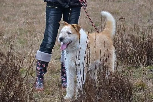 Ziomek-cudny jak baranek-młody przytulas do adopcj