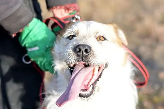 Ziomek-cudny jak baranek-młody przytulas do adopcj