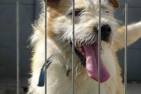 Ziomek-cudny jak baranek-młody przytulas do adopcj