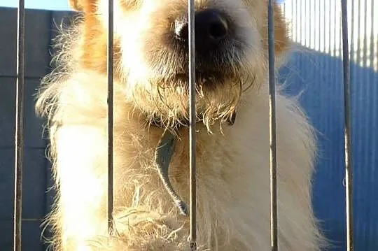 Ziomek-cudny jak baranek-młody przytulas do adopcj