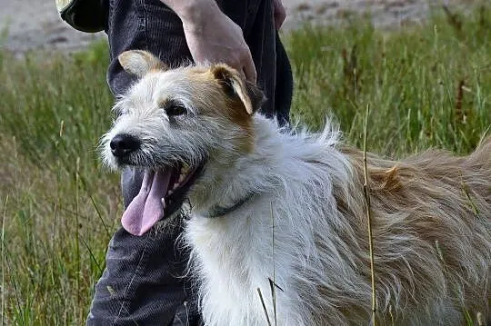 Ziomek-cudny jak baranek-młody przytulas do adopcj