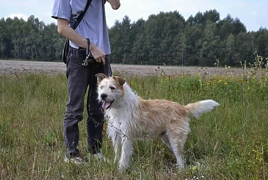 Ziomek-cudny jak baranek-młody przytulas do adopcj