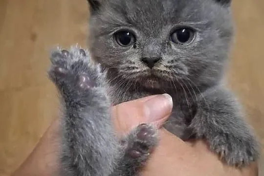 Koty brytyjskie kocurki brytyjskie