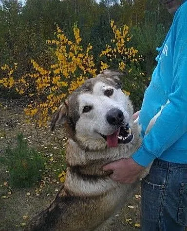 MATRIX - super pies do pokochania ADOPCJA, Kundel