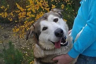 MATRIX - super pies do pokochania ADOPCJA, Kundelki cała Polska
