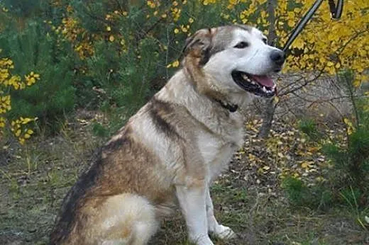 MATRIX - super pies do pokochania ADOPCJA,  Kundel