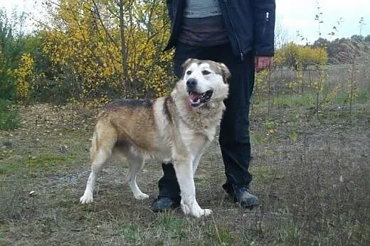 MATRIX - super pies do pokochania ADOPCJA,  Kundel