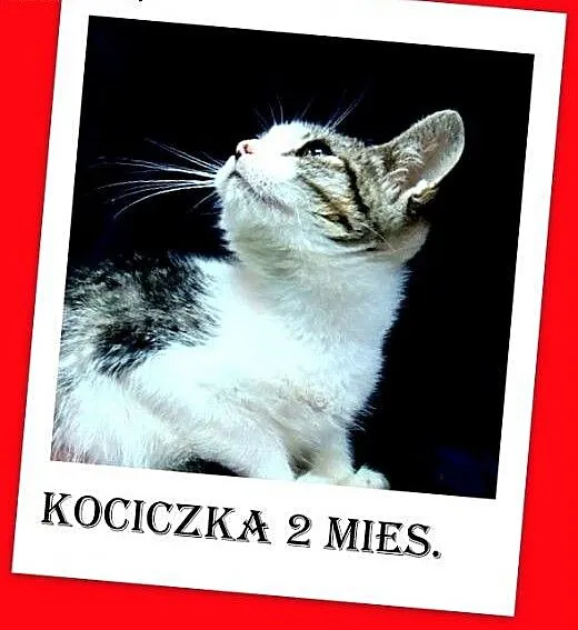 9 tygodniowa biało bura kociczka,kuwetkowa,wesoła,