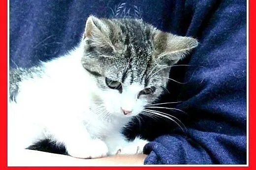 9 tygodniowa biało bura kociczka,kuwetkowa,wesoła,
