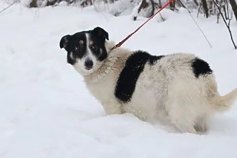 Psiak do adopcji,  śląskie Katowice