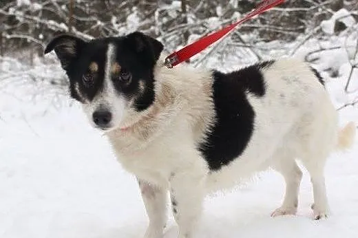 Psiak do adopcji,  śląskie Katowice