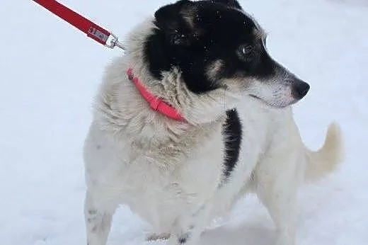 Psiak do adopcji,  śląskie Katowice