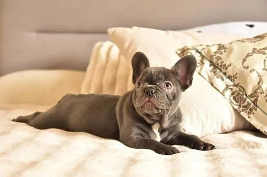 Buldog francuski sunia lilac
