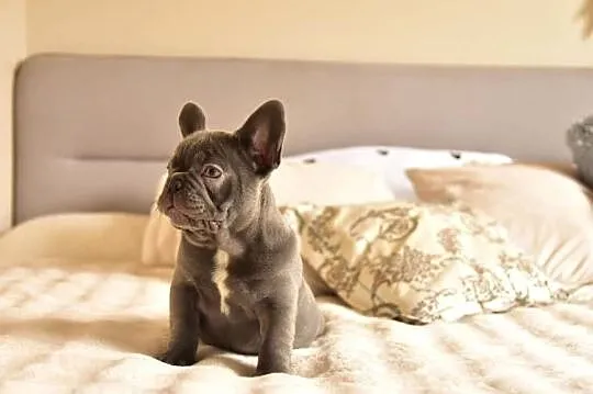 Buldog francuski sunia lilac, Małopolskie, Targanice