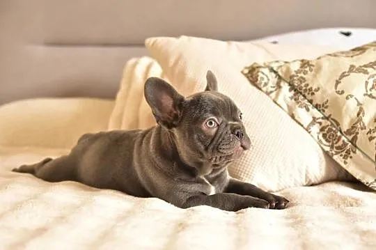 Buldog francuski sunia lilac, Małopolskie, Targanice