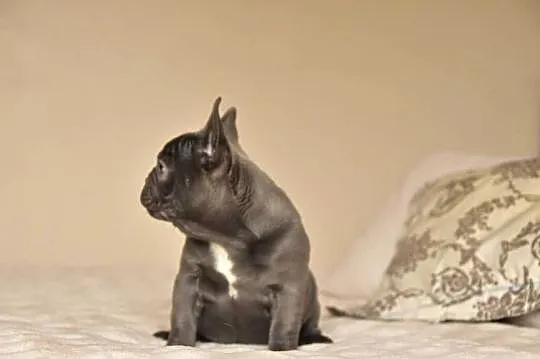 Buldog francuski sunia lilac, Małopolskie, Targanice