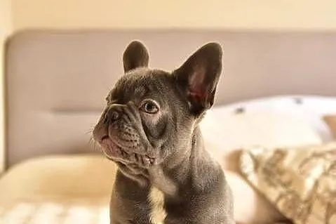 Buldog francuski sunia lilac, Małopolskie, Targanice