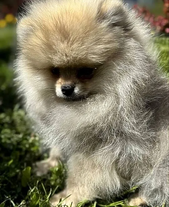 Szpic minaturowy. Pomeranian Boo, Pomorskie, Gdańsk