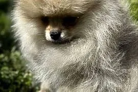 Szpic minaturowy. Pomeranian Boo