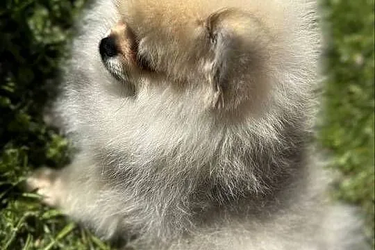 Szpic minaturowy. Pomeranian Boo, Pomorskie, Gdańsk