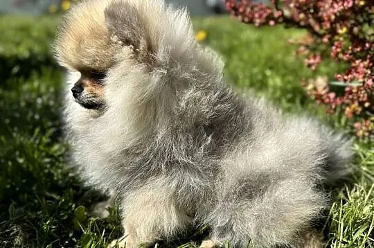 Szpic minaturowy. Pomeranian Boo, Pomorskie, Gdańsk