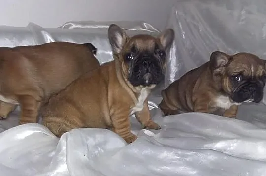 Buldog Francuski szczeniaczki SUCZKI Czerwone z Ho