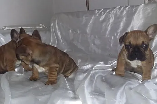 Buldog Francuski szczeniaczki SUCZKI Czerwone z Ho