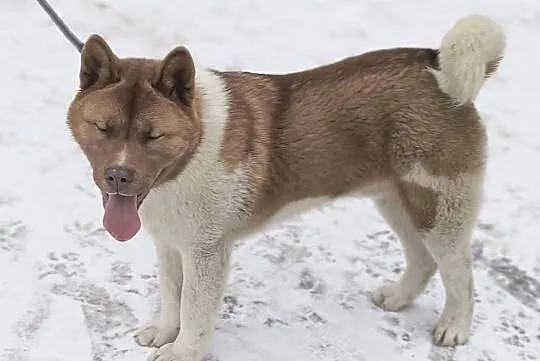 Akita amerykańska, Łódzkie, Opoczno