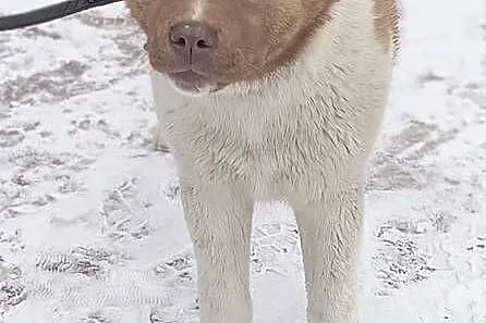 Akita amerykańska, Łódzkie, Opoczno